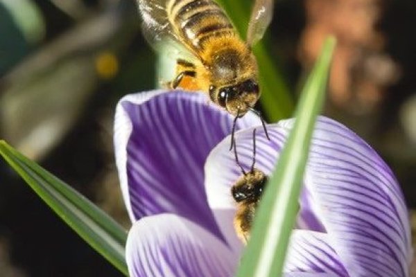 Møt Bergen og Omegn birøkterlag 🐝